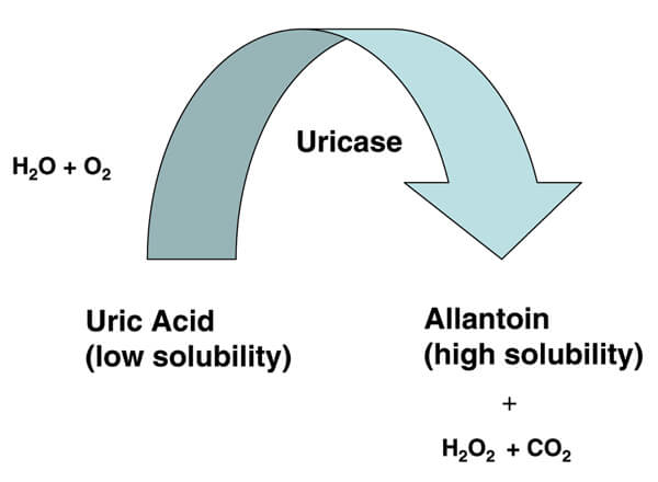 How Uricase Eliminates Uric Acid image