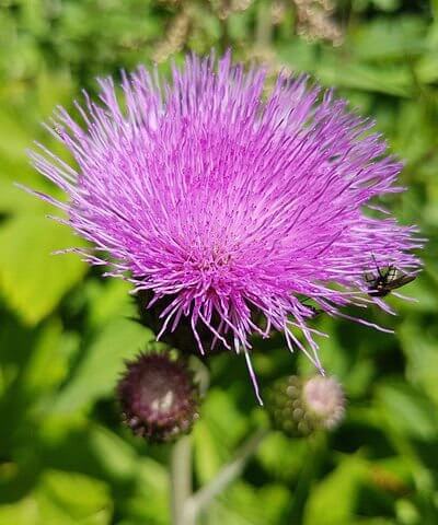 Milk Thistle Herbal Medicine for Gout photo