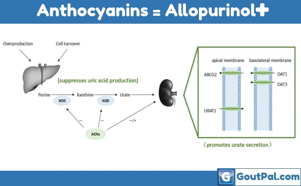 Anthocyanins Equal Allopurinol Plus