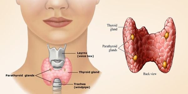 Thyroid, Parathyroid, and Gout