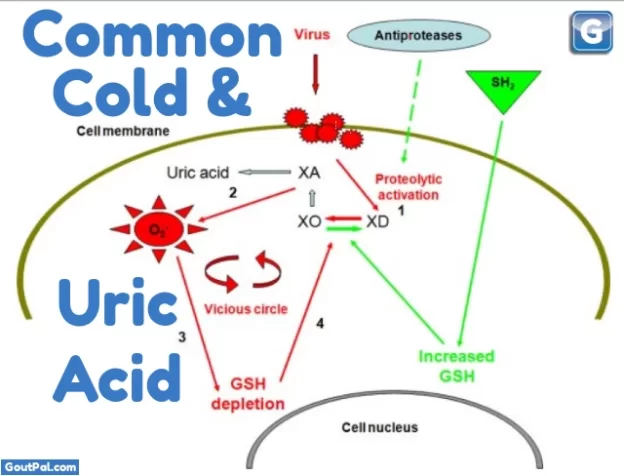Common Cold and Uric Acid