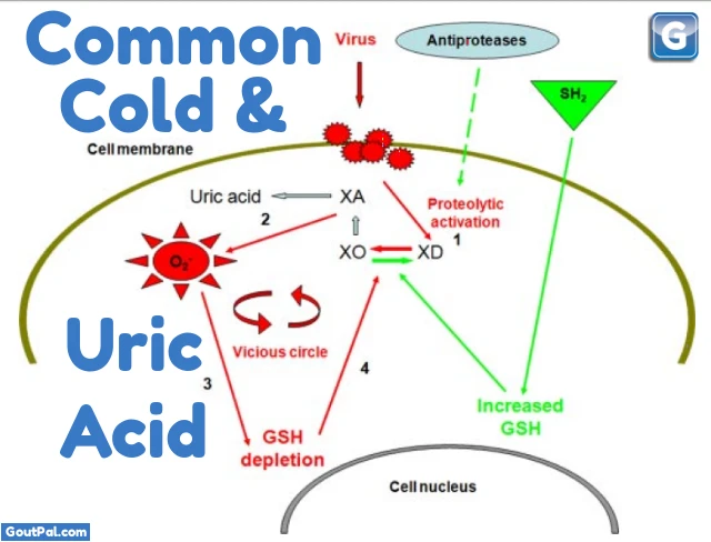 Common Cold and Uric Acid