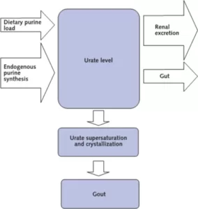 Development of Gout Overview